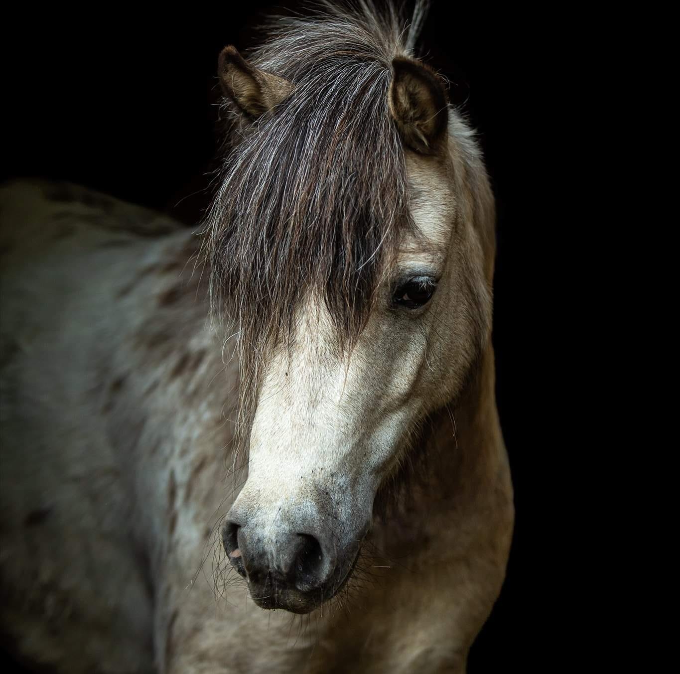 Lendorfs Mini-Appaloosa